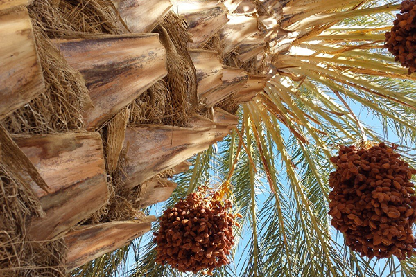 New Season, Same Standards: Discover the 2025/2026 Tunisian Deglet Noor Date Harvest