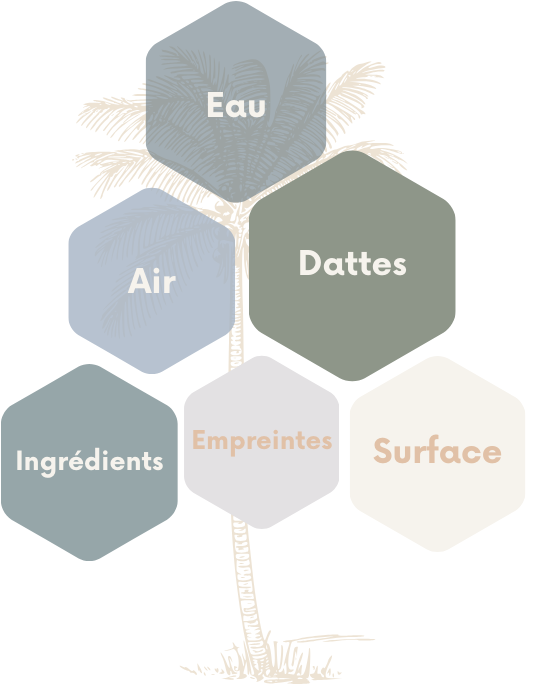 vacpa-deglet-noor-tunisia